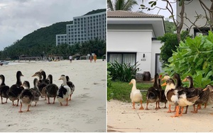 Đàn vịt bị lũ cuốn ở Nha Trang "vượt biển" hơn 3,5km, cập bến vào Vinpearl đổi đời