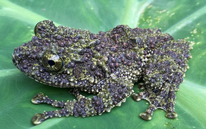 Loài ếch kỳ dị xuất hiện tại một khu rừng ở Thanh Hóa