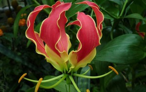 Nhà đang yên ấm thì đừng trồng 4 cây này kẻo tiền bạc đội nón ra đi