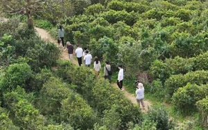 U40 về quê sống bên sông núi, tưởng được an nhàn nhưng 1 năm sau phải thốt lên: “Khác xa những gì tôi nghĩ”