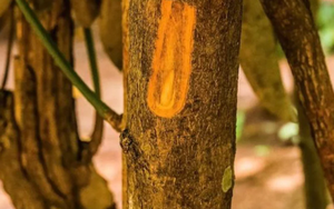 Một loại ‘vàng nâu’ quý báu của thế giới nhưng Việt Nam trồng bạt ngàn: Từ thân đến là đều ra tiền, thu về gần 250 triệu USD kể từ đầu năm