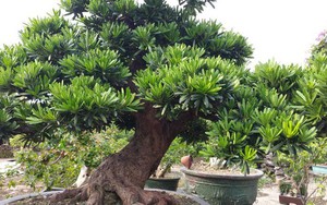 Một bị cáo ở Thanh Hóa được giảm án 10 tháng tù do ủng hộ người nghèo 1 triệu đồng