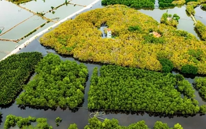 Rộng xanh thêm những cánh rừng ngập mặn xứ Huế