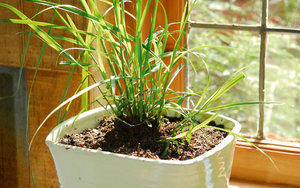 8 loại cây đuổi muỗi, ruồi, gián hiệu quả: Nhà nào cũng nên trồng ít nhất một cây