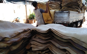 Hàng chục nghìn tấn 'vàng trắng' của Việt Nam được Indonesia tích cực săn lùng: diện tích trồng hơn 900.000 ha, nước ta là ông trùm top 5 thế giới