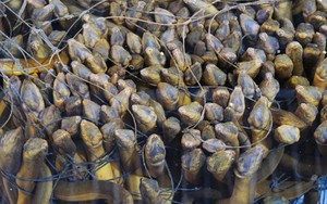 Loài cá được ví là “nhân sâm dưới nước”: Nuôi ở nơi đặc biệt, cả Trung Quốc, Nhật Bản, Mỹ đều muốn mua