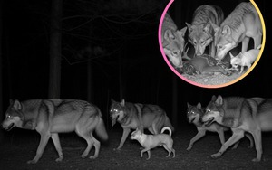 Sự thật ngỡ ngàng: Đến Chihuahua cũng mang dòng máu "sói" trong mình