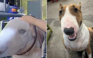 Thông báo khẩn từ chủ quán nướng Hà Nội có chú chó giống hệt “cậu Vàng” trong game Phở Anh Hai