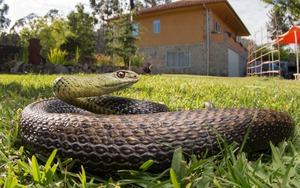 7 cách đuổi rắn khỏi vườn nhà cực hiệu quả