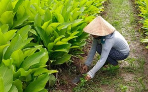 Trồng củ “lạ” mệnh danh sâm lùn Thái, nông dân nhàn tay thu lãi chục triệu mỗi công