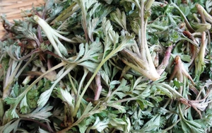 Loại rau được người Trung Quốc ví là "báu vật trời ban": Mọc đầy Việt Nam nhưng nhiều người chê không ăn