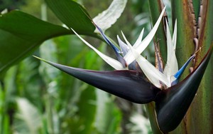 6 cây "gọi tiền" nên trồng trong năm 2026