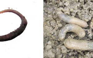 Báu vật của Cần Giờ đang cạn kiệt