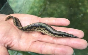 Loài cá “thịt ngọt như mì chính” được nuôi như lươn: Nông dân thắng lớn nhờ đổi cách làm