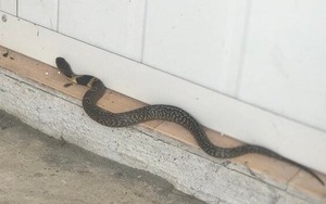 5 thứ âm thầm dụ rắn vào nhà