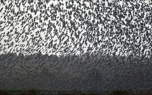 Hàng triệu con chim có hành vi lạ trên bầu trời, nhà khoa học cảnh báo: Dấu hiệu chẳng lành cho nhân loại