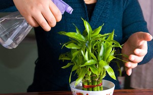 8 loại cây hàng đầu thu hút tài lộc cho bàn làm việc của bạn, đặc biệt nên trồng trong năm 2026!