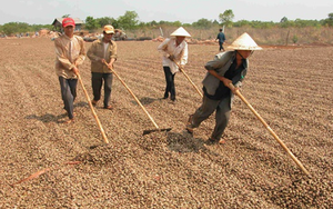 Campuchia, châu Phi đua nhau đưa vào Việt Nam một loại nông sản quan trọng: Là trợ lực giúp nước ta xuất khẩu bỏ xa thế giới, giá ngày càng đắt đỏ
