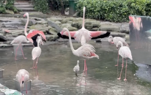 Thảo Cầm Viên đón tin vui "chấn động" sau 20 năm