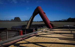 Trung Quốc tạm dừng mức thuế 24%, đậu tương của Mỹ vẫn đánh mất lợi thế vào tay một ông trùm nông sản: Là nhà cung cấp lớn nhất của Việt Nam nhiều năm qua