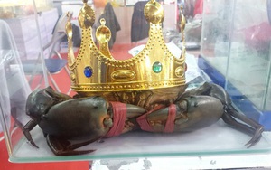 Người nuôi cua ở Cà Mau nói về việc săn lùng "vua cua" nặng trên 1,4 kg