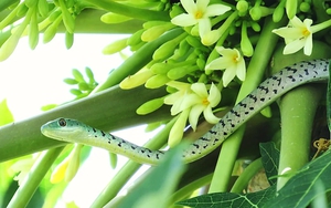 5 đặc điểm của ngôi nhà dễ bị rắn “ghé thăm”