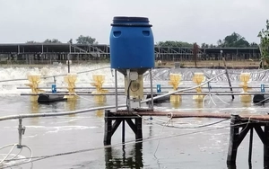 Phát hiện chồng và con nuôi tử vong dưới ao tôm