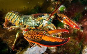 Phát hiện hạt vi nhựa trong loại hải sản đắt đỏ bậc nhất