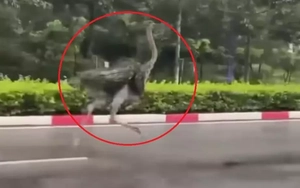 CLIP: Chim ‘khổng lồ’ bất ngờ chạy trên đường phố TPHCM