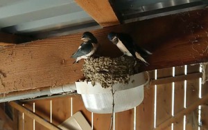 3 dấu hiệu dự báo Thần Tài đến nhà, gia chủ trúng mánh giàu to