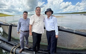 Sau hơn 10 năm, một loài cá tỷ USD của Việt Nam tạo nên kỳ tích tại Cuba: Tiềm năng rất lớn