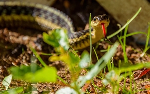 5 sai lầm ‘dẫn’ rắn vào nhà: Nhiều gia đình mắc mà không biết