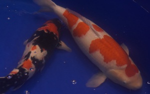 Chú cá Koi “bơi” từ Huế vào TP HCM giành ngôi vô địch