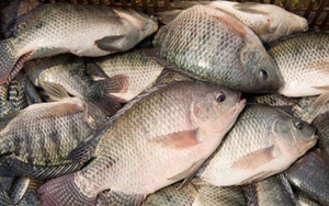 Loại cá được ví như "gà nước" do thịt trắng: Người Mỹ cực yêu thích, chợ Việt bán rẻ, sẵn quanh năm