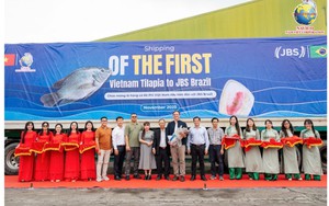 Đơn hàng 700 tấn cá rô phi Việt Nam lần đầu vào Brazil: Ai đứng sau?