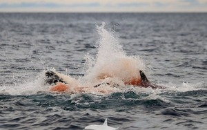 Lần đầu tiên con người vừa chụp được những hình ảnh đáng kinh ngạc này ở Na Uy