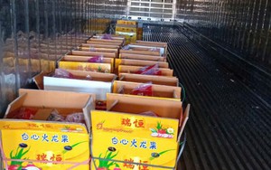 Nhiều tài xế container tố bị “bẫy” khi chở thanh long sang cửa khẩu