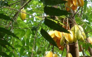 1 loài cây "hút lộc" cho chủ: Cây càng thịnh thì người càng giàu sang