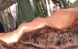 Thực hư clip 6 triệu view ‘tôn bay cắt đứt cây dừa’