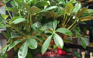 Loài cây "dễ chiều" hơn kim tiền 100 lần, trồng đâu xanh đó, tài lộc kéo vào nhà