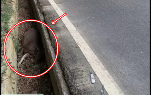 Con vật nặng hơn 100kg chết bất thường trong mương giữa dịch bệnh: Cư dân lo ngại, chính quyền vào cuộc