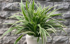 NASA gọi tên 10 cây tốt nhất để trồng trong nhà