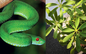 6 cây khiến rắn sợ đến mức tránh xa