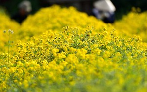 2 loài hoa vừa thanh lọc không khí, vừa hút tài lộc: Tết này không thể thiếu trong nhà