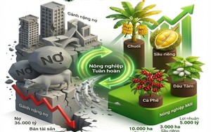 Từ bán nhà cũng phải trồng cao su, mất ngủ vì heo ăn chuối, bầu Đức sắp xoay trục sang sản phẩm chủ lực mới?