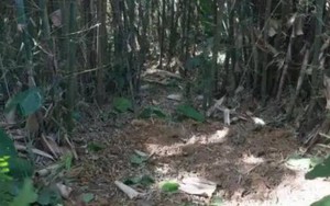 Đang đào giun thấy xẻng chạm phải vật cứng, lão nông dân run rẩy phát hiện kho báu nặng 30kg ngàn năm tuổi còn nguyên vẹn