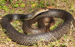 5 dấu hiệu rắn đang lảng vảng gần hoặc ngay bên trong nhà bạn: Số 2 rất nguy hiểm