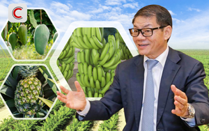 Tỷ phú Trần Bá Dương kể về thương vụ bán chuối trong 10 năm cho "ông trùm" nông nghiệp Fresh Del Monte: Chúng tôi phải cam kết nếu chất lượng dưới 90% chuẩn sẽ bị phạt 1 USD mỗi thùng (13 kg)