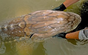 Gặp "thủy quái nước ngọt" dài hơn 6m, nặng gần 700kg: Cá thể hiếm đến mức cả thập kỷ mới thấy một lần