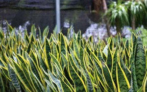 5 loại cây lọc không khí 'gọi lộc' cho năm mới: Đơn giản nhưng hiệu quả rõ rệt